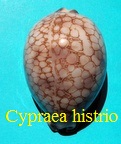 Cypraea histrio, Gmelin 1791